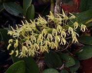 Den speciosum v speciosum